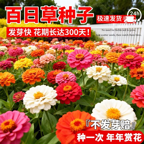 百日草种子花种籽子七彩混色重瓣百日菊四季播种易活花开庭院外种
