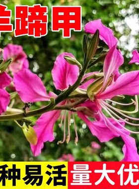 羊蹄甲种子红花洋蹄甲香港洋大花紫荆玲甲花园林庭园观赏药用种籽