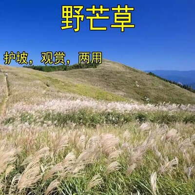 芒草种子细叶野芒草种子植物种子山坡矿山复绿多年生护坡草耐旱寒