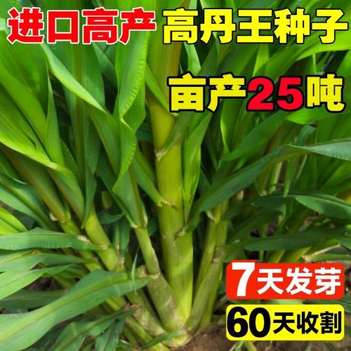 高丹王草种籽苏丹草草籽杂交