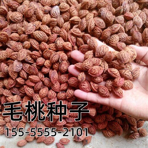 毛桃种子新采收核野树山
