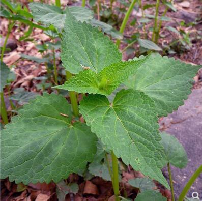 藿香种籽子食用正气草五山