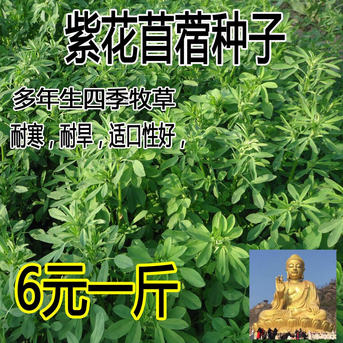 紫花苜蓿种子猪牛羊兔鱼
