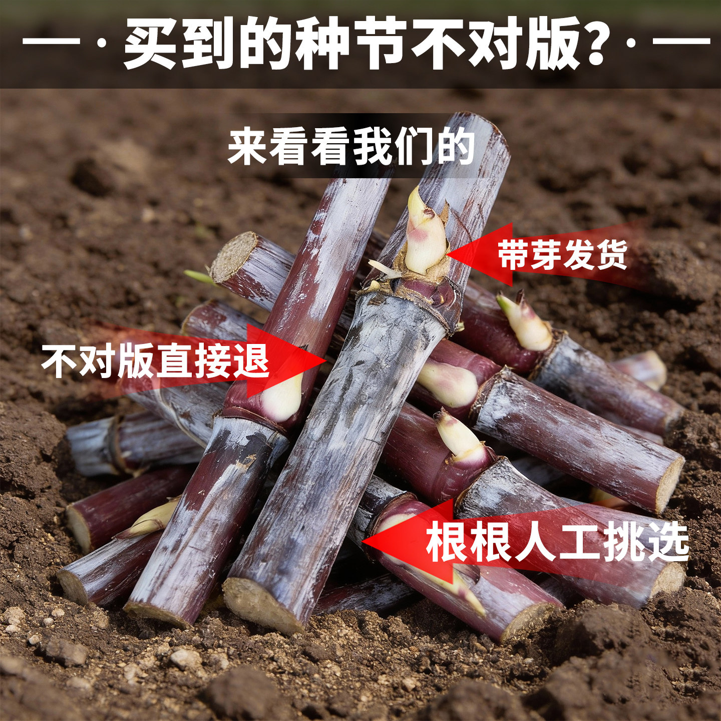 高产巨菌草种节多年生四季牧草种节甜象草皇竹草种节喂牛猪羊鱼鸡