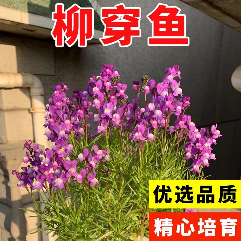 柳穿鱼种子多年生小金鱼草籽易活春秋季盆栽绿化花卉花种花园庭院