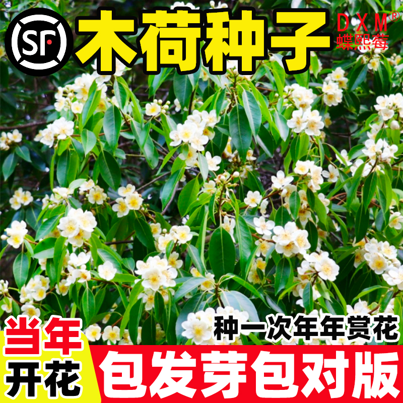 木荷种子种籽林木种子木荷树种荷木荷树种子园林绿化行道树种孑子