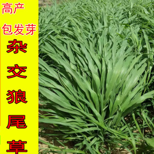 牧草种子南方多年生四季高产耐旱杂交狼尾草耐收割牛羊鱼兔草种子