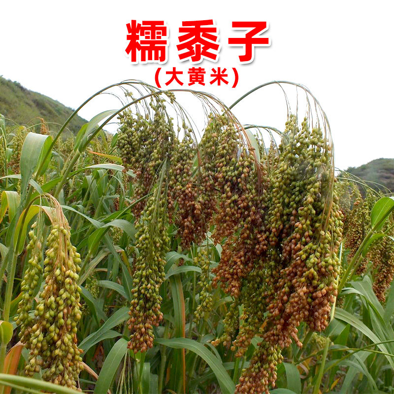糜子和黍子外观的区别,糜子和黍子的图片,黍子面和糜子面一样吗(第10页)_大山谷图库