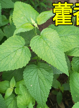 藿香种子四季药食芳广草籽