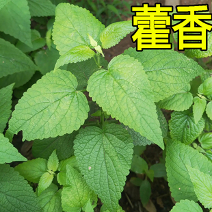 藿香种子四季药食芳香广藿香草种籽五香叶野味植物种室外驱蚊蔬菜