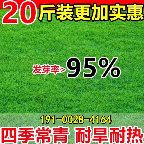 草坪草籽矮生四季常青护坡固土