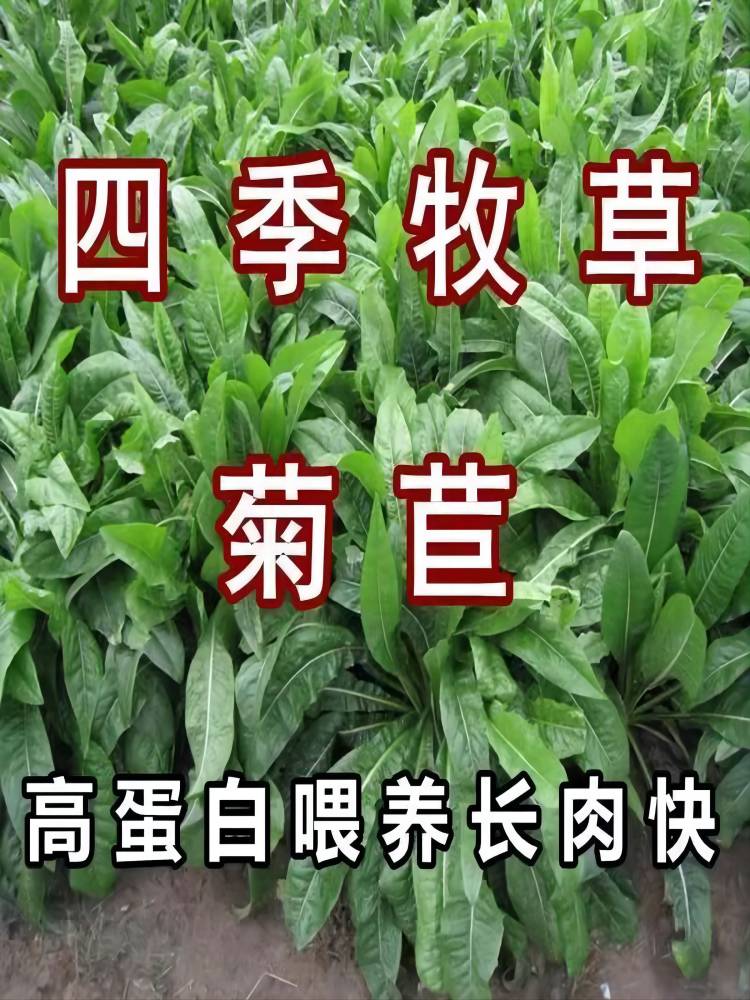 菊苣种籽大叶多年生喂猪菜种子牛羊鱼鸡鸭鹅爱吃的牧草种子兔子草-封面