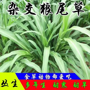 杂交狼尾草牧草种子南方多年生四季高产耐旱耐寒牛羊鹅兔子草种籽