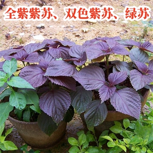 紫苏子紫苏种子紫苏叶种籽盆栽可食用种植苗四季籽种蔬菜孑苏子叶
