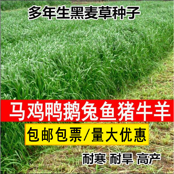 牧草种子多年生黑麦草种籽四季紫花苜蓿苏丹草高丹草鸡鸭猪牛羊鱼