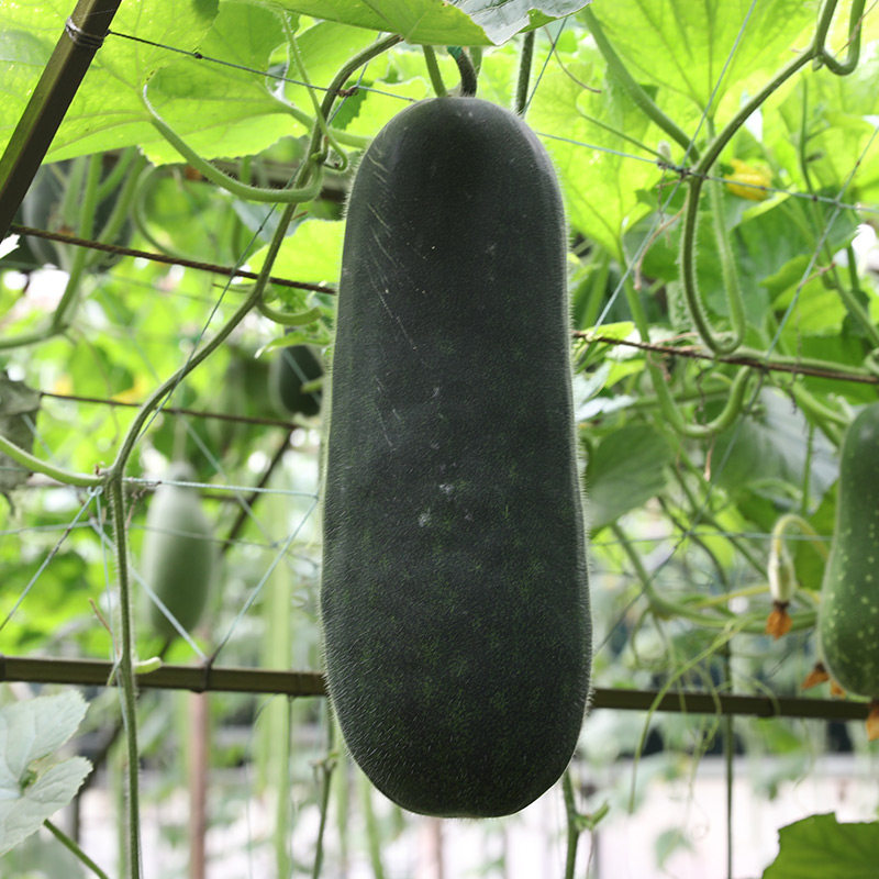 黑小胖黑皮小冬瓜种子种籽早熟高产籽种蔬菜孑广东南方东瓜大全