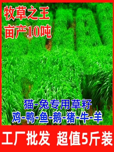 黑麦草籽牧种四季多年生鸡鸭