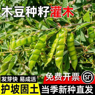 当年新采木豆种子护坡草灌木种籽园林绿化多年生耐旱食用饲料草籽