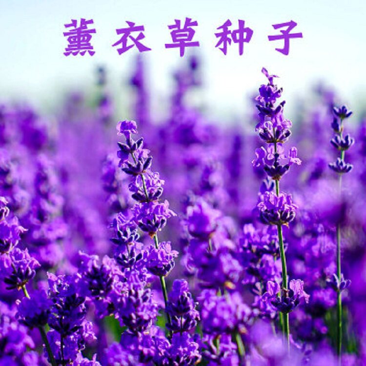 薰衣草花籽盆栽四季播种种子好养活花卉植物阳台庭院香草草种孑苗