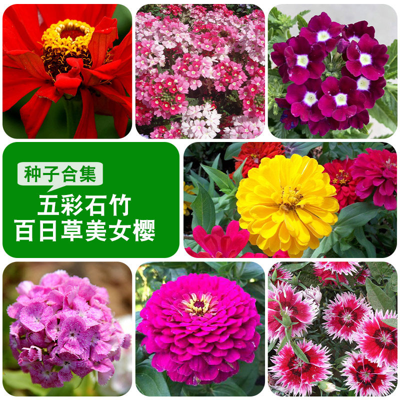 石竹花籽花种子百日草种子四季开花室内外盆栽阳台易活花卉美女樱