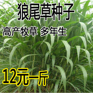 牧草种子狼尾草种子杂交狼尾草高产供草期长多次刈割禽畜牧草籽