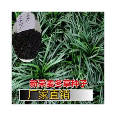 麦冬草籽四季坪种子玉龙细