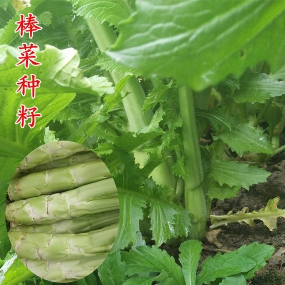 四季种大芥菜种子 好甜多摘芥菜 劈叶芥 棒棒菜 大叶青菜芥菜种子