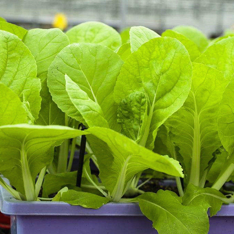 早熟奶油小白菜种子  阳台大田种植青菜春夏秋季四季播种蔬菜种子