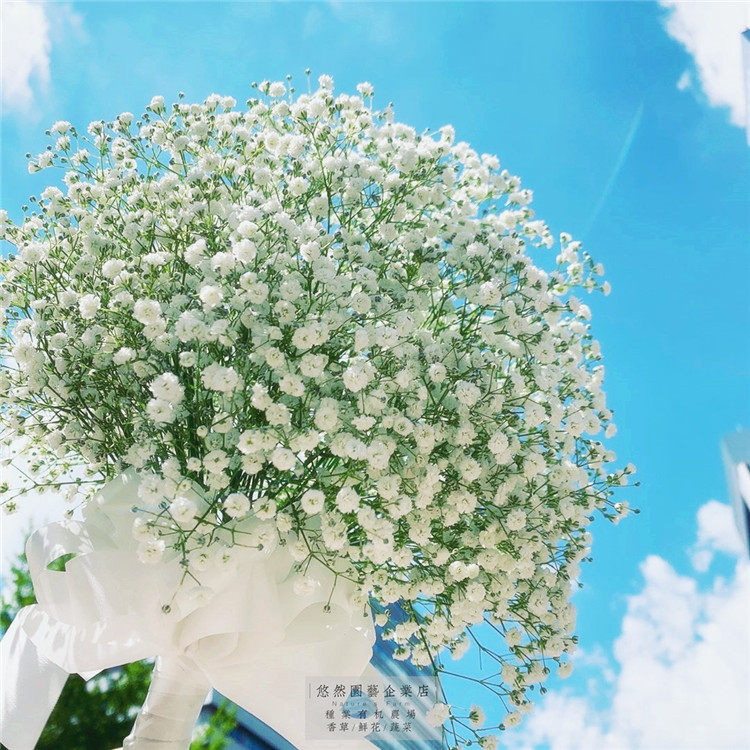 宿根满天星 秋季花卉盆栽室外内阳台悠然园艺适合秋天种的花种子