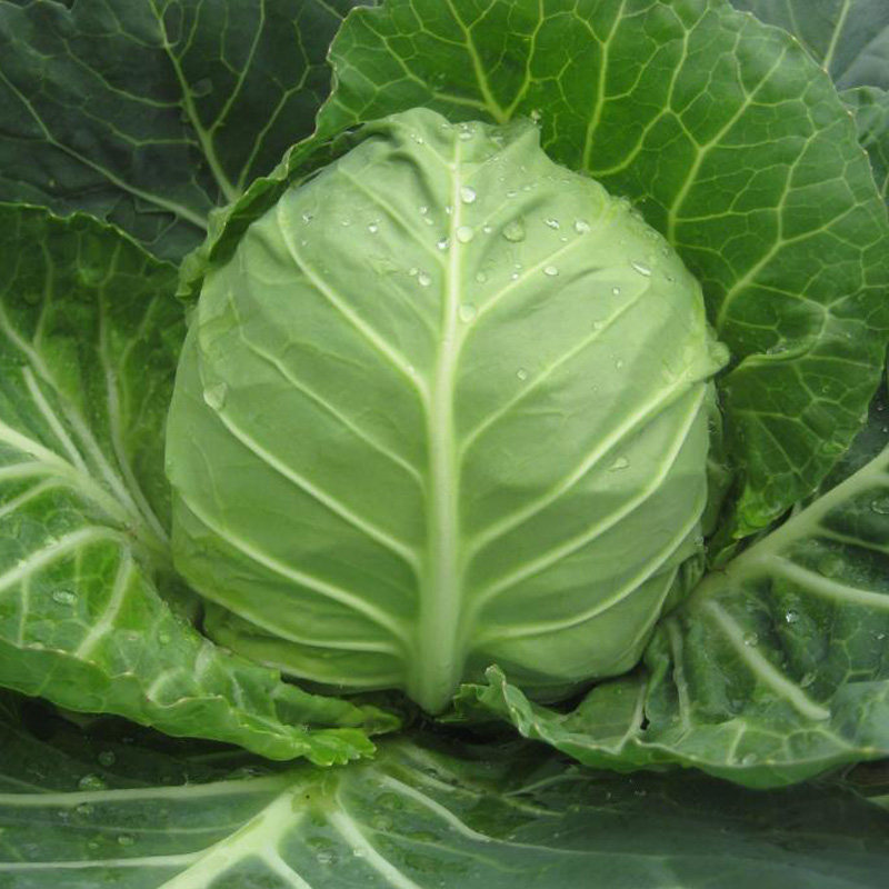 甘蓝种子 菜头 洋白菜卷心菜籽 室内阳台种盆栽蔬菜种子 一袋50粒