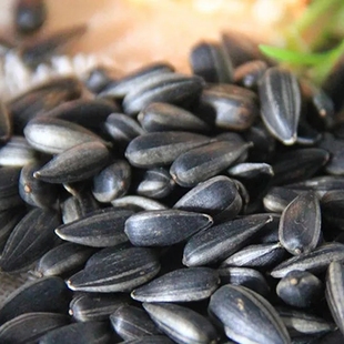 黑珍珠瓜子葵花籽现炒原味油葵小油毛嗑装内蒙新货零食向日葵新货
