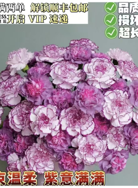 康乃馨鲜花花束紫色温柔高级稀有小众鲜花超长花期基地现采现发