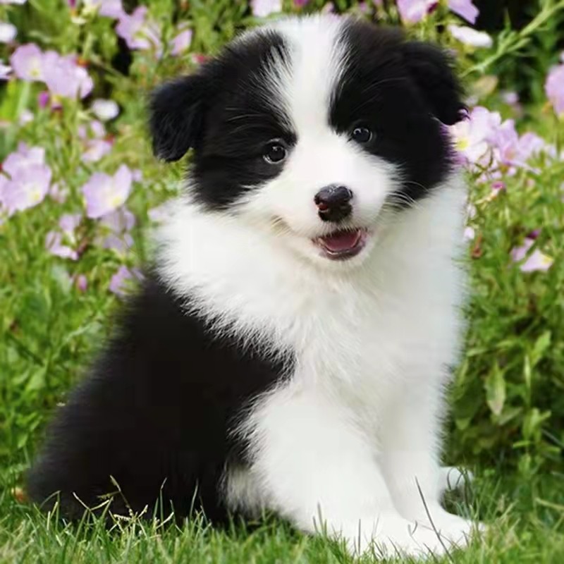 无偿领养纯种边牧犬活体黑白色陨石色红棕色边境牧羊犬幼崽宠物狗