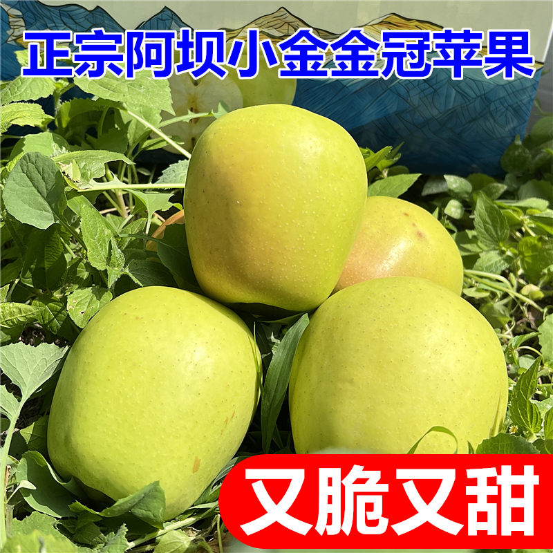 正宗小金苹果四川阿坝州小金县金冠青苹果新鲜当季水果现摘酸甜脆