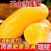 包邮 云南天山雪莲果新鲜水果9斤应当季 现挖红心特级雪连果整箱