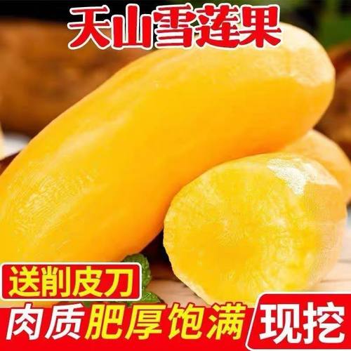 云南天山雪莲果新鲜水果9斤应当季现挖红心特级雪连果整箱包邮5