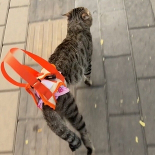 猫后腿无力辅助带高龄老年犬残疾犬宠物康复锻炼带上楼协助带遛猫