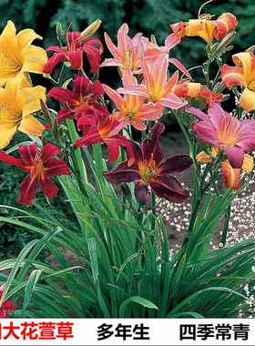 绿化大花萱草忘忧草宿根耐寒金娃娃萱草花苗地被庭院阳台盆栽花卉