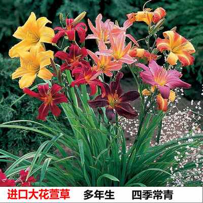大花萱草金娃娃宿根耐寒