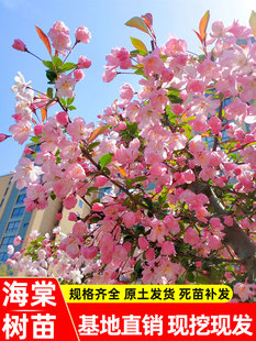 海棠树苗庭院西府垂丝海棠花盆栽地栽大型四季花卉耐寒南北方种植