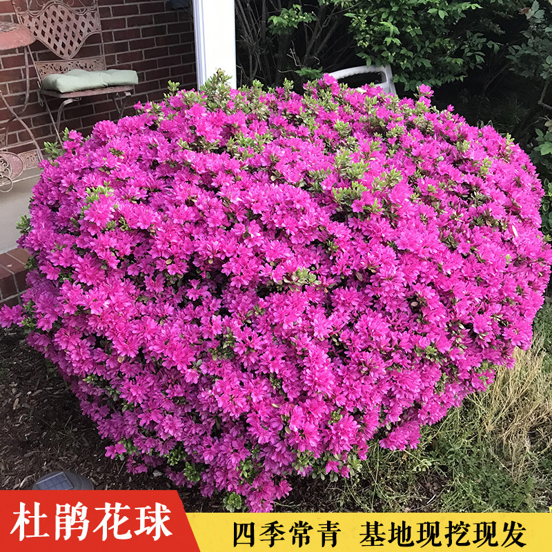 杜鹃花苗木春娟苗毛杜鹃花球形树苗庭院色块植物花园绿化四季常青