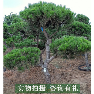 黑松造型树 迎客松  松树苗 松树树苗 黑松苗 黑松树苗  造型黑松