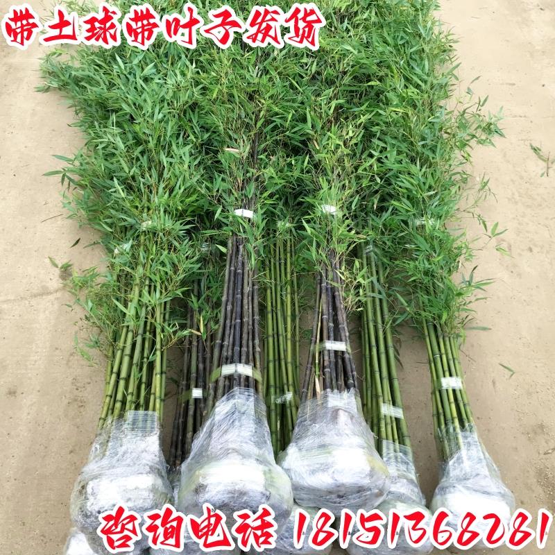 竹子苗庭院植物盆栽四季常青图片