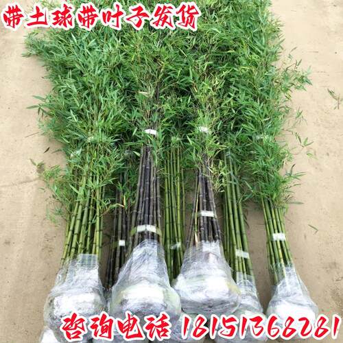 竹子苗庭院植物盆栽四季常青