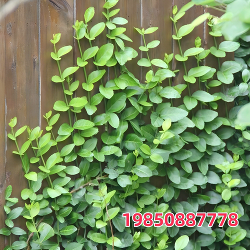 秋冬红叶易活花卉小叶扶芳藤