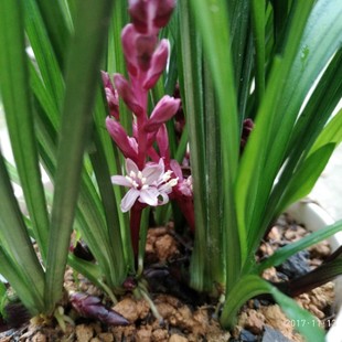 吉祥草苗观音草室内室外盆栽常青花庭院四季绿化结婚乔迁喜庆植物