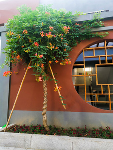 中华凌霄花苗庭院爬藤植物老桩盆栽四季美国凌霄树苗绿化攀爬花卉