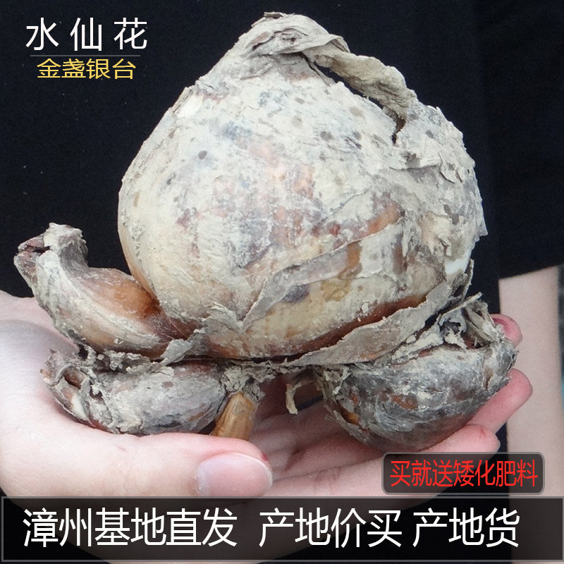 漳州水仙花种球单瓣品种金盏银台冬季水培花卉植物春节花期,鲜花速递/花卉仿真/绿植园艺,种球/裸根,淘宝优惠券,粉丝福利购,淘宝优惠卷