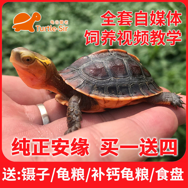 【龟谷鳖老】黄缘龟幼龟安缘龟苗宠物小乌龟观赏龟乌龟活体闭壳龟