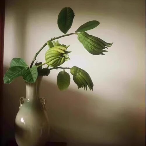 带枝水养金华佛手黄果把玩
